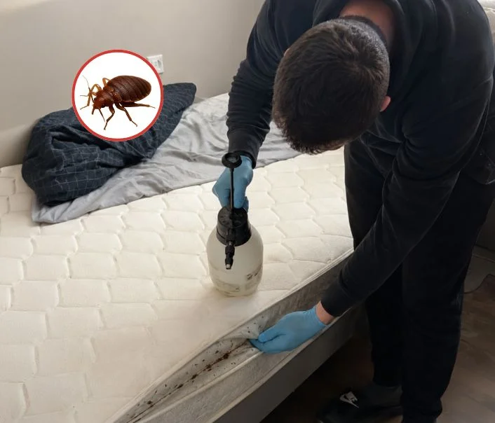Technicien traitant un matelas contre les punaises de lit à Dampmart